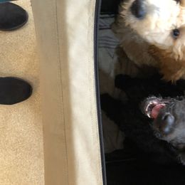 Poodle Puppies from Tails Up Standard Poodles