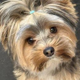 Yorkshire Terriers from Twisted Oak Farms