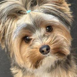 Yorkshire Terriers from Twisted Oak Farms