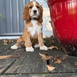 Yoshi blue male - Red male Cocker Spaniel puppy in Howe, Indiana from A&J Kennel