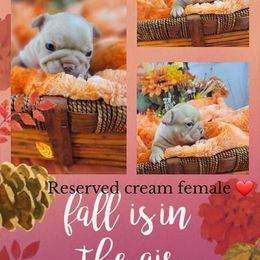 Bulldog and French Bulldog Puppies from Eclipse Bulldogs