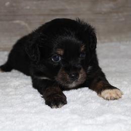 Cedar - Black tri male Miniature Australian Shepherd puppy in Paris, Texas from Kuttin’ Up Mini Aussies