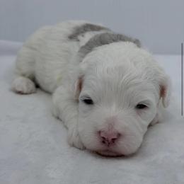 Stella - Blue merle and white female Sheepadoodle puppy in La Plata, Maryland from Serenity Creek Doodles