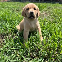 Pink - Yellow female Labrador Retriever puppy in Newton Grove, North Carolina from Wayalife Labradors & Gsp’s