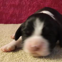 Joy - Black and white female English Springer Spaniel puppy in North Carolina from Ebenezer Valley ESS