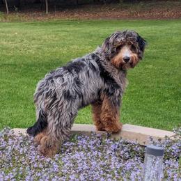 Bernedoodle puppies from Halsey Poodles and Doodles