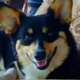 Cricket - Pembroke Welsh Corgi