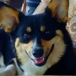 Cricket - Pembroke Welsh Corgi