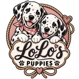 Dalmatian puppies from Lauren's Dalmatians