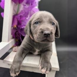 Star - Blue female Weimaraner puppy in Evart, Michigan from Drehbar Weimaraners