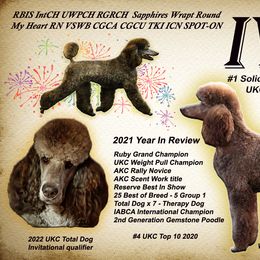 Poodle Puppies from Sapphire Poodles