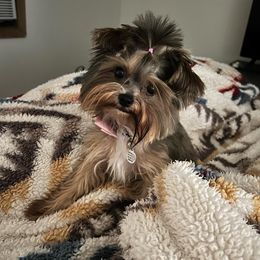 Yorkshire Terriers from Muddy Yorkiepaws