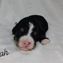 Elijah - Tri-color male Bernedoodle puppy in Eau Claire, Wisconsin from Fisher River Doodle's