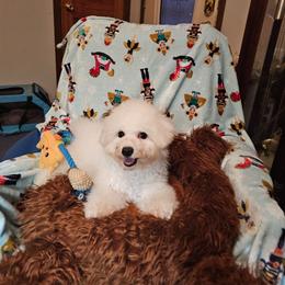 Black Jack - White and buff male Bichon Frise puppy in Chatham, Illinois from Bichon Frise Partnership