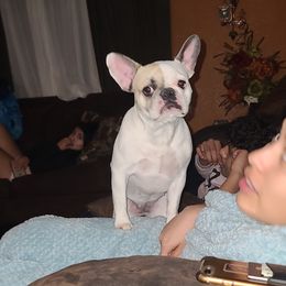 CHANEL - French Bulldog