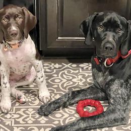 German Shorthaired Pointer Puppies from Tipsy Rabbit GSP TopDog Kennel