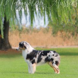 Stark - Australian Shepherd