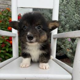 Full fluffy Echo - Black and tan male American Corgi puppy in Decatur, Texas from Bar S Corgis