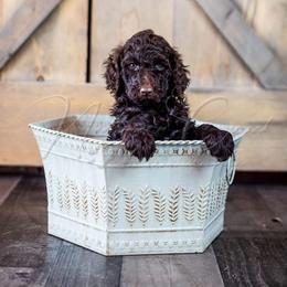 Poodle Puppies from Northern Creek