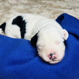 Acadia- Female Reservation 9 - White female Sheepadoodle puppy in Spokane, Washington from Downriver Doodles