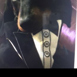 Dachshund Puppies from Rock Island Miniature Dachshunds