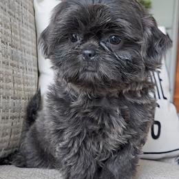 Shih Tzu Puppies from Beirin Breige Shih Tzus