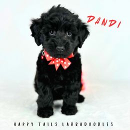 Dandi - Black female Australian Labradoodle puppy in Raleigh, North Carolina from Happy Tails Labradoodles