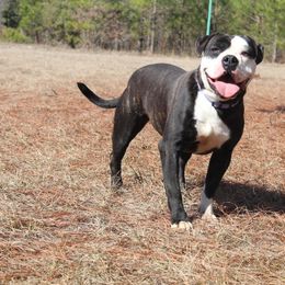 Alapaha Blue Blood Bulldog All Grown Up from Chop Top Alapahas