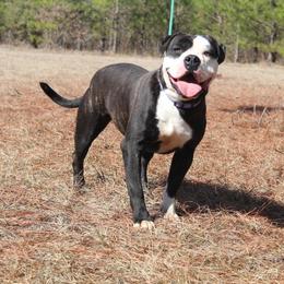 Alapaha Blue Blood Bulldog All Grown Up from Chop Top Alapahas