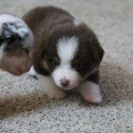Aubree - Red tri-color female Miniature American Shepherd puppy in Tiskilwa, Illinois from First Harmony Farms