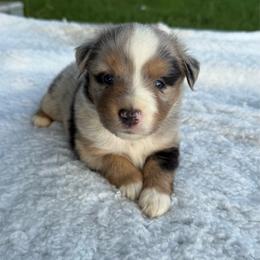 Blue merle female black over shoulders - Blue merle female Miniature Australian Shepherd puppy in Graham, North Carolina from Thompson Farm Mini Aussies