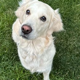 Golden Retrievers from Hyalite Family Kennel
