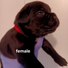 Girl 3 - Black female Cane Corso puppy in Pomona Park, Florida from Noble Guard Cane Corso