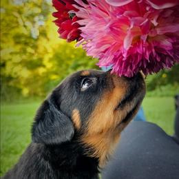 The Princess - Black and mahogany female Rottweiler puppy in Preston, Connecticut from Von Turm Hügel Rottweilers