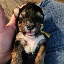 Yellow Yorkipoo pom Male - male Yorkipoo puppy in West Enfield, Maine from GRIFFEY'S SPA AND KENNEL