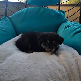 Winter - Black tri-color female Australian Shepherd puppy in Copperas Cove, Texas from Hidden Leaf Aussies