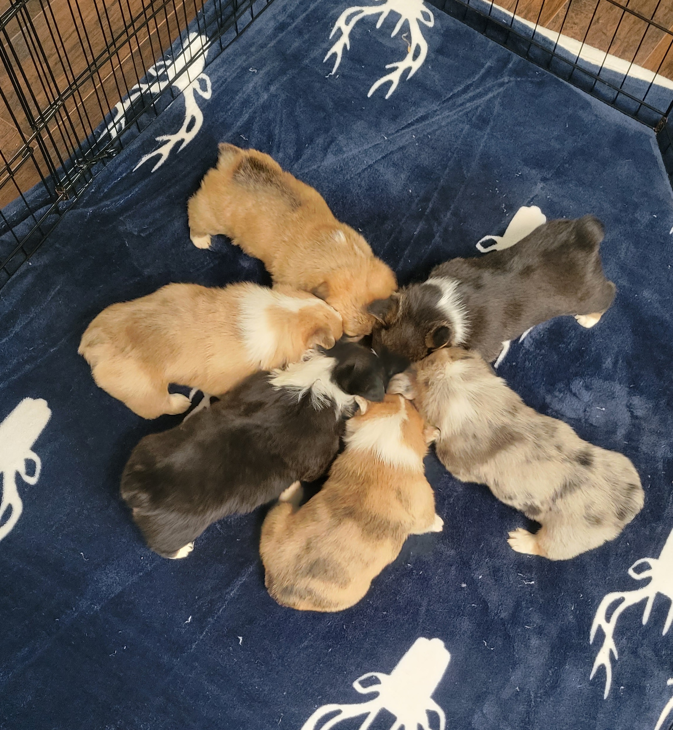 American Corgi Puppies from Piney Woods Corgis