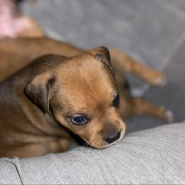 Spree - Red female Staffordshire Bull Terrier puppy in Monroe, Georgia from Irresistibull Staffords