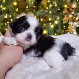 Shih Tzu Puppies from Dollface Shih Tzu
