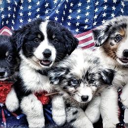 Australian Shepherd Puppies from Ohio Valley Australian Shepherds