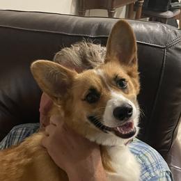 Hazel - Pembroke Welsh Corgi