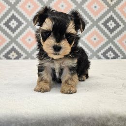 Juneau - Black & tan tri-color male Morkie puppy in Monticello, Iowa from Ashley’s Puppies