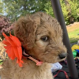 Dory - Apricot female Goldendoodle puppy in Belfair, Washington from Merry R Goldendoodles