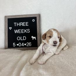 Peach - Yellow and white female Bernedoodle puppy in Sparrows Point, Maryland from Rosie’s Puppies