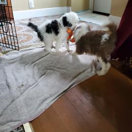 Pomeranian and Sheepadoodle Puppies from Fluffy Wonders Poms and Doodles