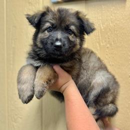 Denali - Red girl - Sable female German Shepherd puppy in Oakley, California from Von Guadachi German Shepherds & Audacity Border Collies