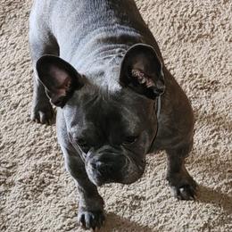 Lil bit - French Bulldog