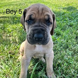 Boy 5 - Fawn male Great Dane puppy in Indianola, Iowa from Bull West Kennels