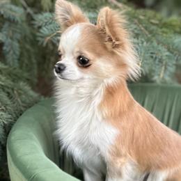 Rex - Chihuahua