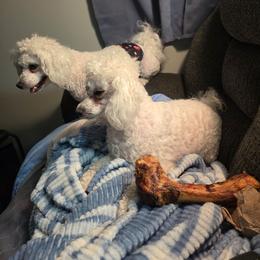 Bichon Frise puppies from JMs Bichons